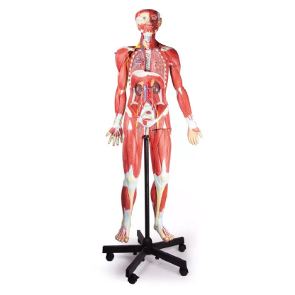 ERLER ZIMMER 人体模型 Modelo Anatômico - Figura muscular | Erler Zimmer